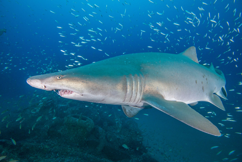 Illustration for article titled Atlantic Shipwreck Graveyard May Be Key Habitat for Imperiled Sharks